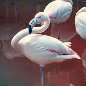 Meet your Posher, Beverly